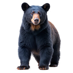 Fototapeta premium brown bear isolated on white background