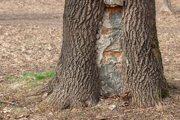 Fototapeta premium Tree trunk with a large hollow in a city park.Cemented hollow in a tree.Protecting the tree from further destruction.