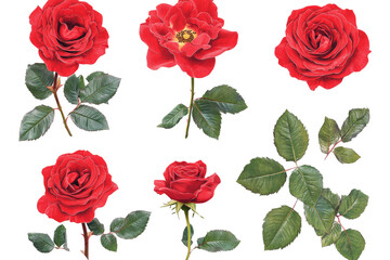 a bunch of red roses on a white background cutout image and isolated on transparent background 