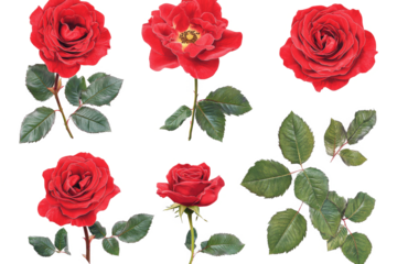 a bunch of red roses on a white background cutout image and isolated on transparent background 