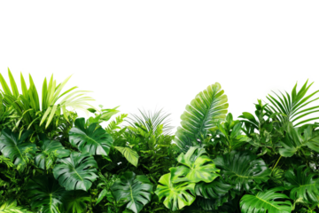 a green plant border with white background cutout image and isolated on transparent background 