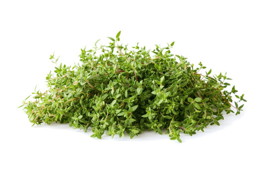 fresh thyon thyoperone spicaa on white background cutout image and isolated on transparent background 