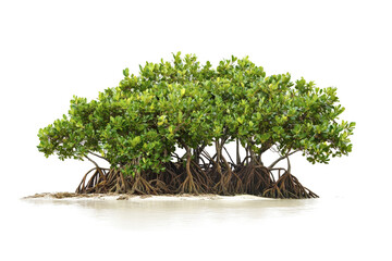 mangrove tree isolated on white background cutout image and isolated on transparent background 