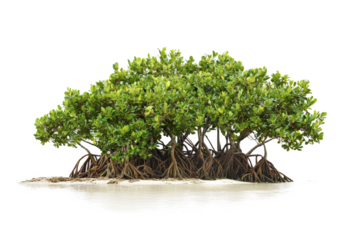 mangrove tree isolated on white background cutout image and isolated on transparent background 