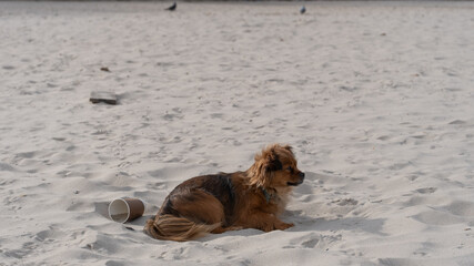 A small fluffy dog with a brown and black coat rests comfortably on the soft sandy beach. The...