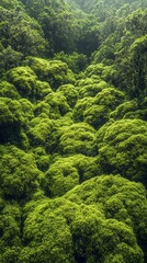 Among an enchanting forest, trees draped in dense moss create a serene and vibrant landscape. Sunlight gently filters through the leaves, enhancing the lush greenery below
