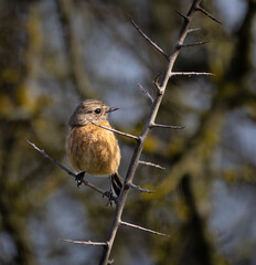 Stonechats, very curious birds on a spring day!