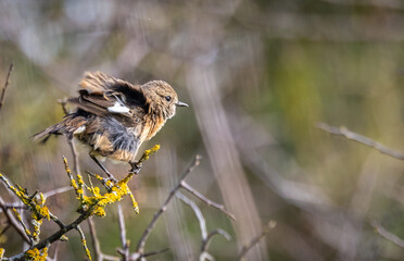 Stonechats, very curious birds on a spring day!