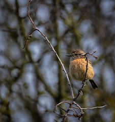 Stonechats, very curious birds on a spring day!