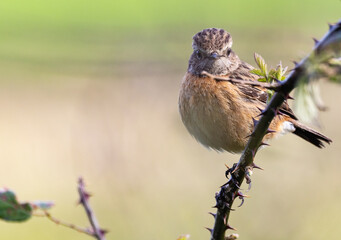 Stonechats, very curious birds on a spring day!