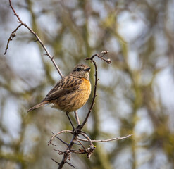 Stonechats, very curious birds on a spring day!