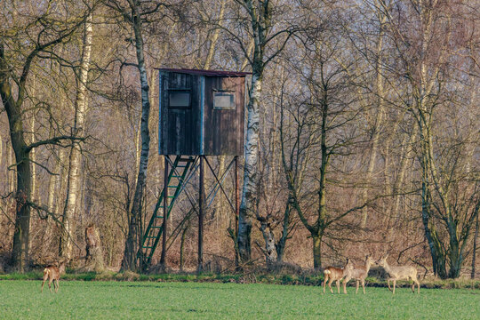 Hochsitz mit Rehe