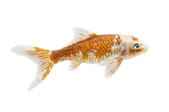 a goldfish swimming in a white background cutout image and isolated on transparent background 