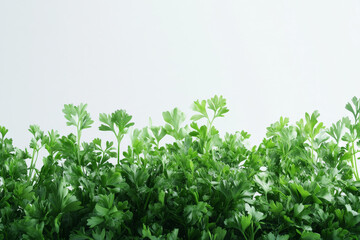Obraz premium a bunch of parsley parsley parsley parsley parsley parsley parsley parsley cutout image and isolated on transparent background 
