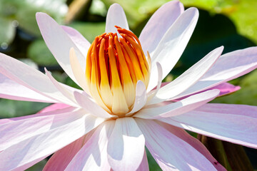 closeup of water lily in full bloom