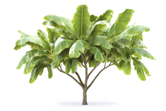 banana tree on white background cutout image and isolated on transparent background 