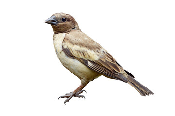 Fototapeta premium a bird is standing on a white surface cutout image and isolated on transparent background 