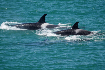 Fototapeta premium Two orcas peeking from the ocean in Peninsula Valdes, Chubut, Argentina