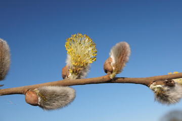Blossoming willow catkins against a clear blue sky during spring season in a natural landscape setting