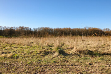 Obraz premium Open grassy field with scattered foliage against a clear blue sky during late afternoon