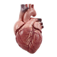 Naklejka premium Anatomical Heart Model With Detailed Vascular System Displayed On Transparent Backgrounds