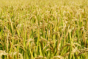 Rice fields in Northeast China about to be harvested