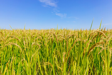 Rice fields in Northeast China about to be harvested