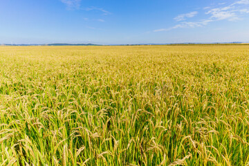 Rice fields in Northeast China about to be harvested