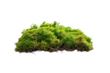 a small green plant with small leaves on it cutout image and isolated on transparent background 