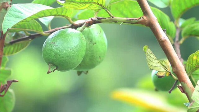 Young guava is a highly nutritious fruit that offers various health benefits for the human body