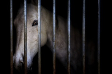 Behind Bars