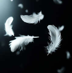 white feather isolated on black