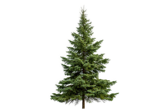 3d christmas tree model christmas tree by 3d _ model cutout image and isolated on transparent background 