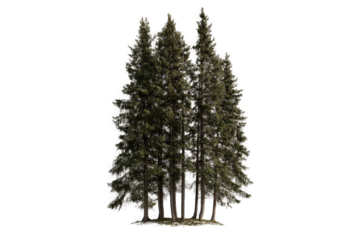 3d model of a pine tree 3doct by 3doct cutout image and isolated on transparent background 