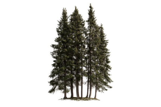 3d model of a pine tree 3doct by 3doct cutout image and isolated on transparent background 