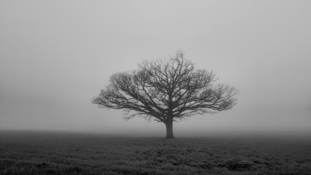 L'arbre sous la brume
