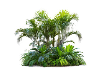 a group of palm trees on a white background cutout image and isolated on transparent background 