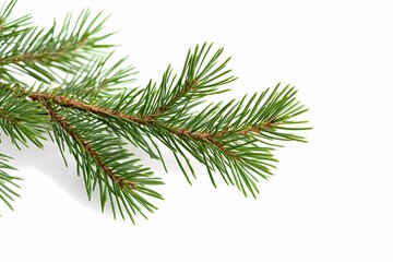 Snow-covered pine branch with delicate needles, symbolizing winter atmosphere, holiday spirit, and nature&rsquo;s tranquility, great for festive themes, digital book illustration