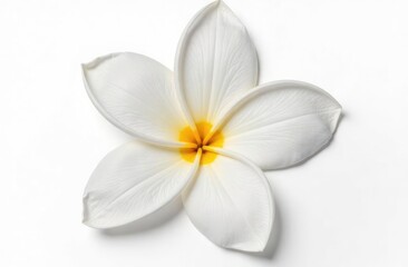 Naklejka premium A beautiful jasmine flower is isolated on white, collage