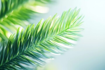 Obraz premium Snow-covered pine branch with delicate needles, symbolizing winter atmosphere, holiday spirit, and nature’s tranquility, great for festive themes, digital book illustration