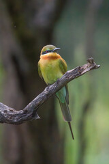 Blue-tailed bee-eater - Merops philippinus perched at dark background. Photo from Wilpattu National Park in Sri Lanka. Vertical.