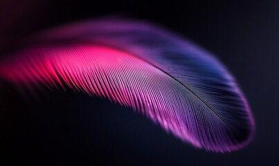 Vibrant feather, pink, purple, dark background