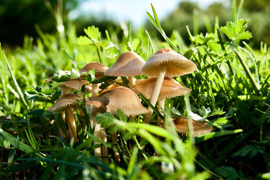 jolis petits champignons du jardin