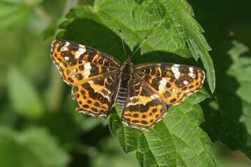 Closeup on a rare intermediate form of the Map butterfly, Araschnia levana forma porima