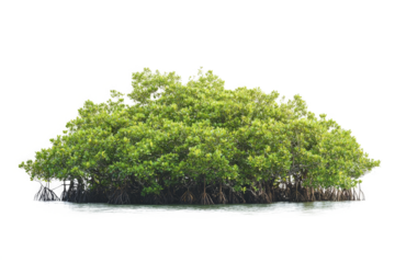 mangrove tree in the water cutout image and isolated on transparent background 
