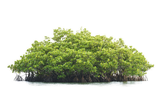 mangrove tree in the water cutout image and isolated on transparent background 