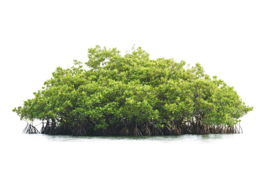 mangrove tree in the water cutout image and isolated on transparent background 