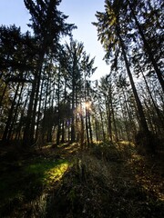forest in the morning