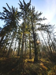 Obraz premium forest in autumn