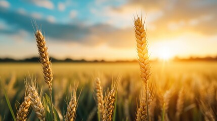 Fototapeta premium This photograph captures a vibrant sunset over a wheat field, emphasizing the interplay of light and color, creating a breathtaking view of agricultural serenity.
